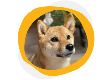 handsome-guy-playing-with-dog-outdoors-7V8NKPZ-1-ot598ayjrm1idxrh8ljdvm6kp37hfz6beyr3lskmxs