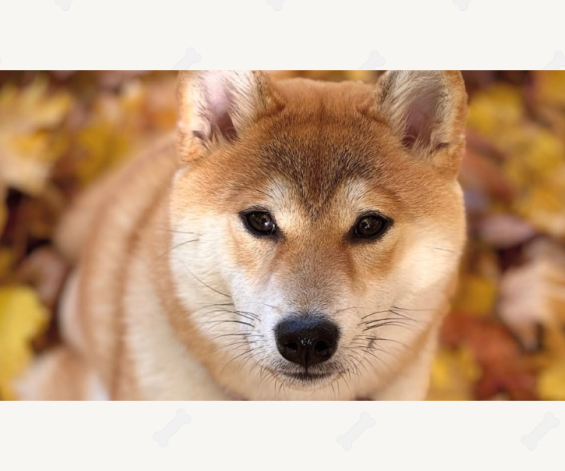 Missy & Jessi a David