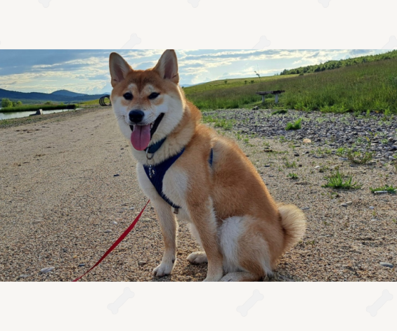 Chilli & Niki a Káťa