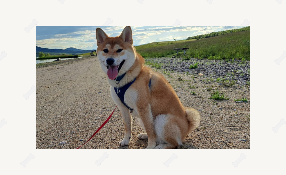 Chilli & Niki a Káťa