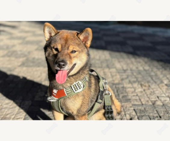 Fuji & Tereza a Ercan