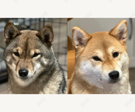 Vrhy 2026 - červený a sezamový