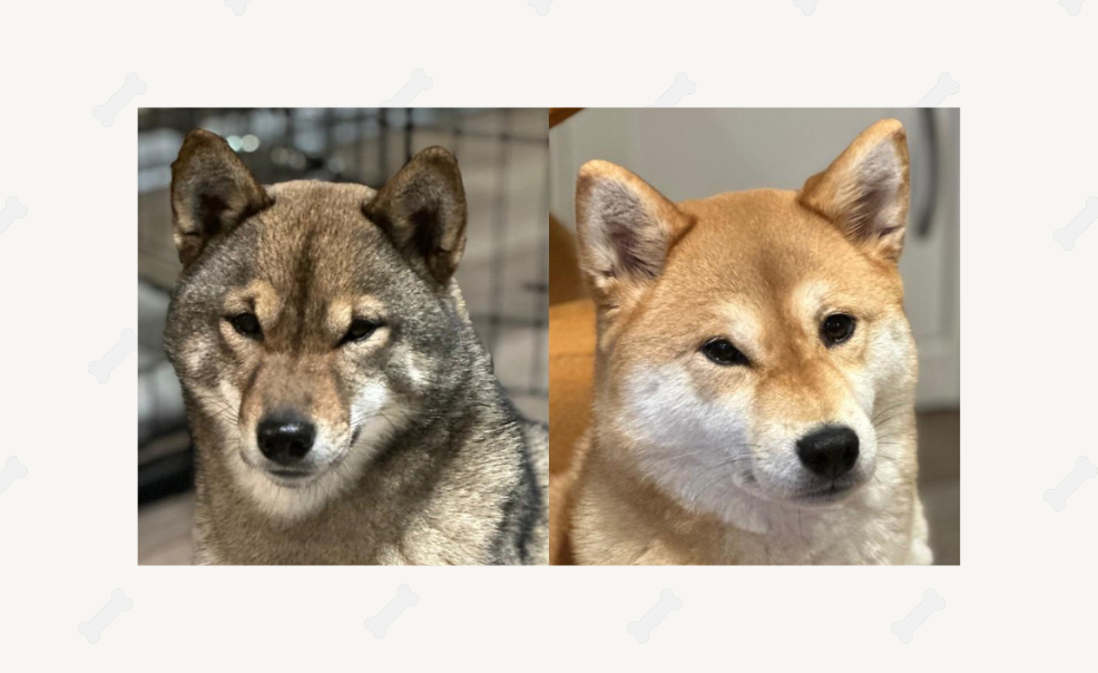 Vrhy 2026 - červený a sezamový